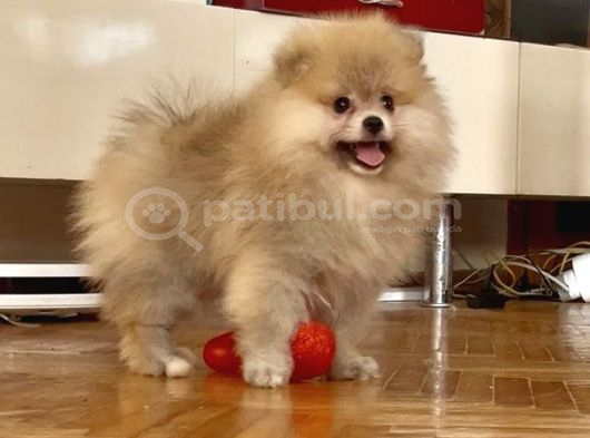Pomerani̇an Boo Orange Erkek görsel
