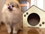 Pomerani̇an Boo Orange Erkek