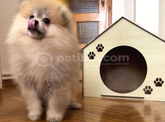 Pomerani̇an Boo Orange Erkek görsel