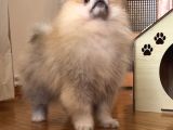 Pomerani̇an Boo Orange Erkek