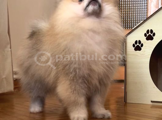 Pomerani̇an Boo Orange Erkek görsel