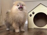 POMERANİAN BOO ORANGE ERKEK