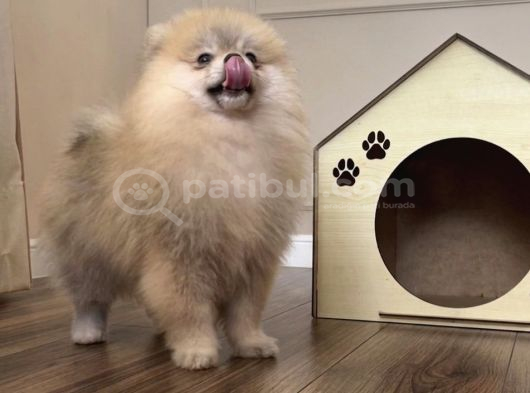 Pomerani̇an Boo Orange Erkek