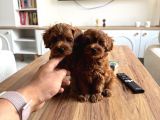 Biblo Üst Kalite Maltipoo Cocuklar