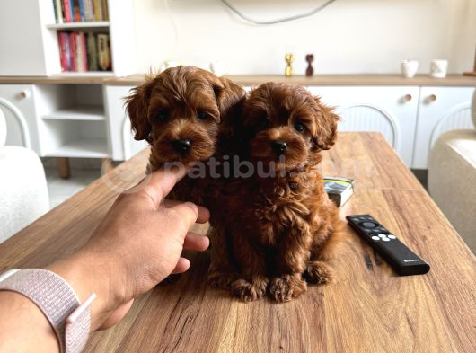 Biblo Üst Kalite Maltipoo Cocuklar görsel