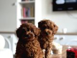 Biblo Üst Kalite Maltipoo Cocuklar