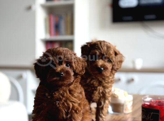 Biblo Üst Kalite Maltipoo Cocuklar görsel