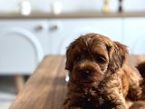 Koyu Kizil F2 Maltipoo Bebekler