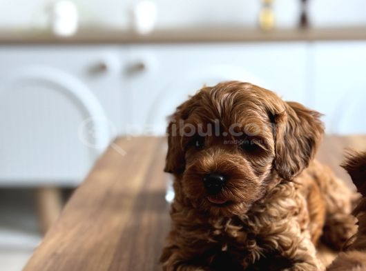 Koyu Kizil F2 Maltipoo Bebekler görsel