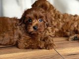 Çikolata Renk Teacup Korea Maltipoo Bebekler