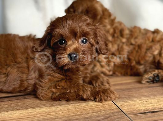 Çikolata Renk Teacup Korea Maltipoo Bebekler görsel