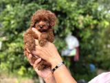 Dark red korea maltipoo bebekler