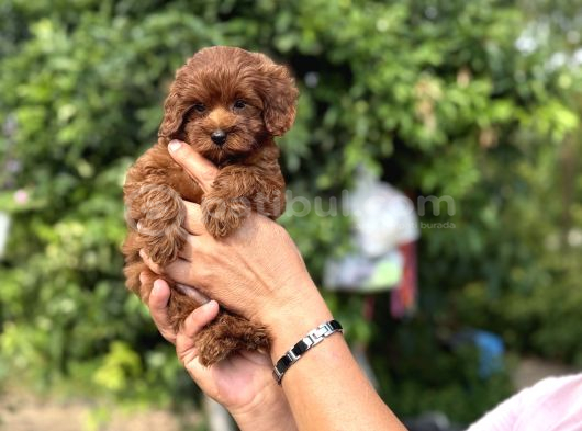 Dark red korea maltipoo bebekler