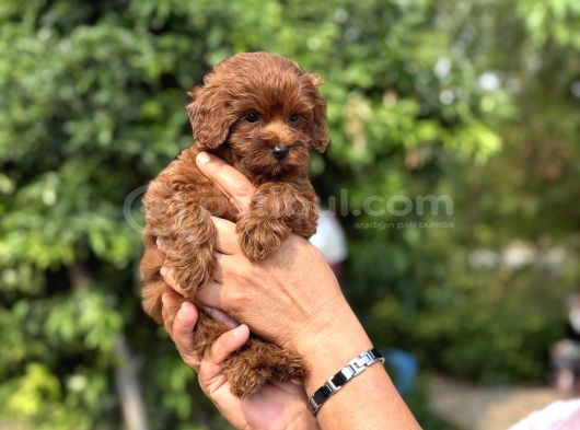 Dark Red Korea Maltipoo Bebekler görsel