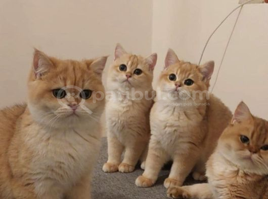 British Golden Yavrular görsel