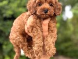 Kızıl Renk F2 Maltipoo Bebekler