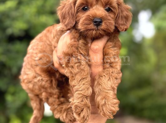Kızıl Renk F2 Maltipoo Bebekler görsel