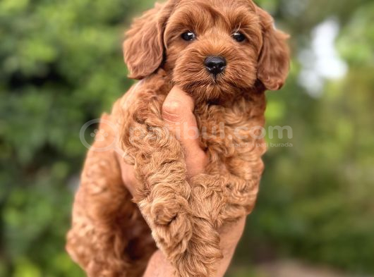 Kızıl Renk F2 Maltipoo Bebekler görsel