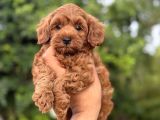 Kızıl renk f2 maltipoo bebekler