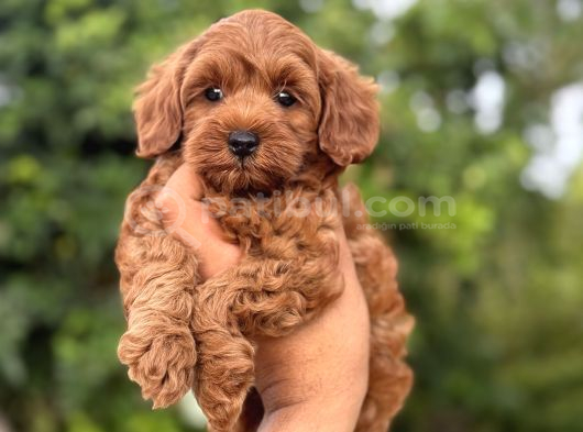 Kızıl Renk F2 Maltipoo Bebekler