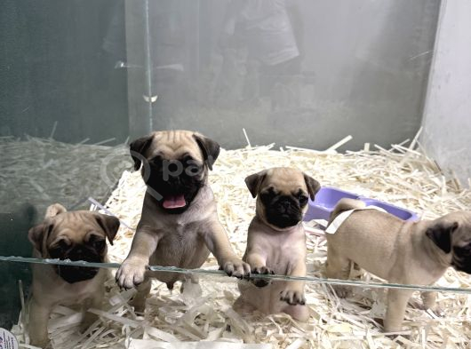 Safkan Pug Mops Yavrulari