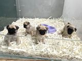 Safkan Pug Mops Yavrulari