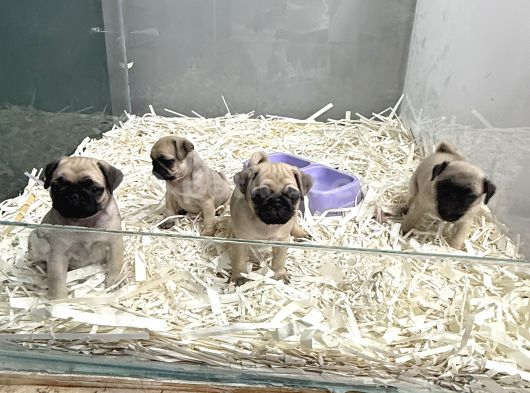 Safkan Pug Mops Yavrulari görsel