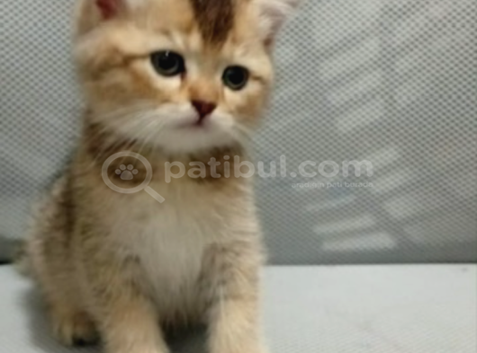 Shorthair Ve Longhair Bebekler