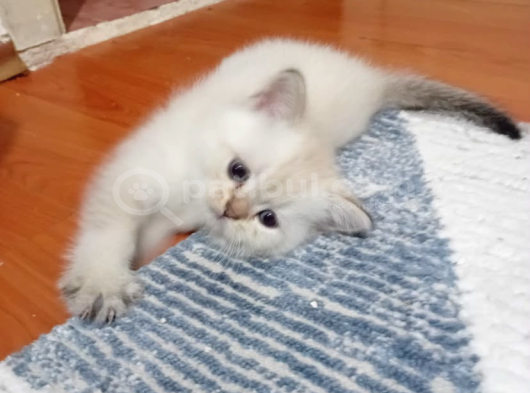 Shorthair Ve Longhair Bebekler görsel