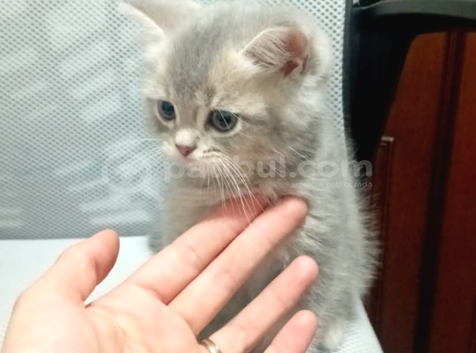 Shorthair Ve Longhair Bebekler görsel