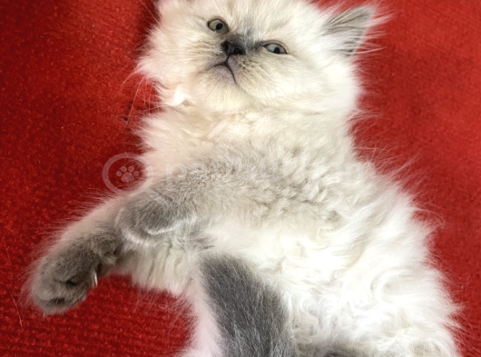 Shorthair Ve Longhair Bebekler görsel