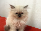 Shorthair Ve Longhair Bebekler
