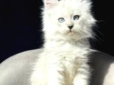 bembeyaz pofuduk tüyleri tatlı bakışlarıyla sevimli maincoon