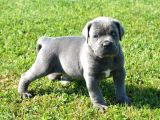 ÜST SEVİYE CANE CORSA YAVRULARI