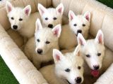 Burkem Köpek Çiftliğimizden Husky Yavrular