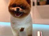 Pomeranian Boo Bebeklerimiz Çikolata Tadında
