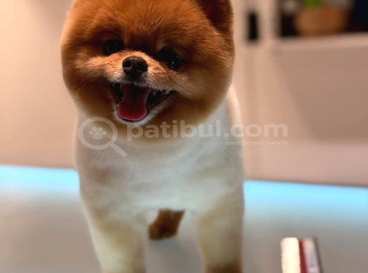 Pomeranian Boo Bebeklerimiz Çikolata Tadında görsel