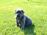 Üst Sevi̇ye Cane Corsa Yavrulari
