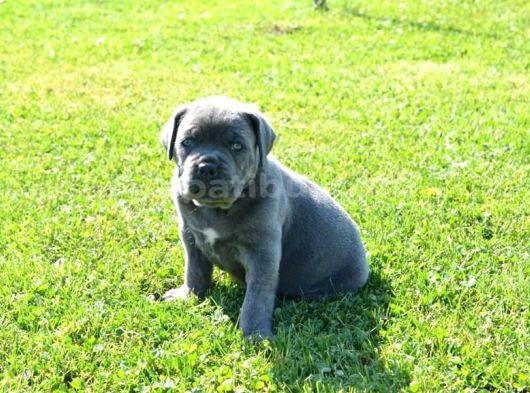 Üst Sevi̇ye Cane Corsa Yavrulari görsel