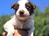 Güçlü Genetik Kusursuz Border Collie Yavruları