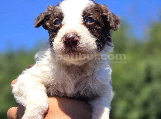 Güçlü Genetik Kusursuz Border Collie Yavruları görsel