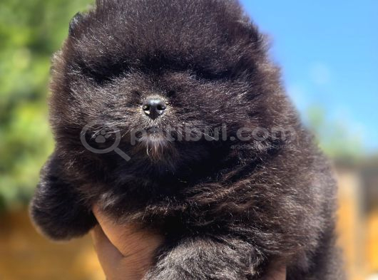 Nadir Siyah Pomeranian Boo  Peluş Görünümlü Safkan Yavrular görsel
