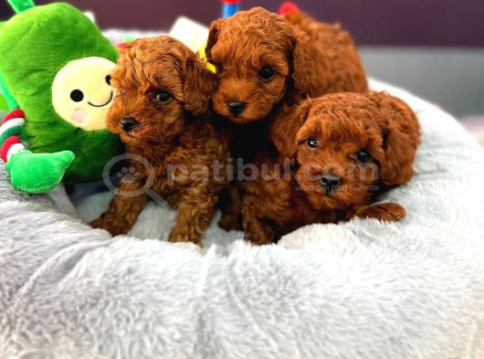 En Iyi Toy Poodle Yavruları görsel