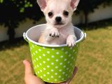 Vecihiden Garantili Minicik Çanta Köpeği Teacup Şivava Bebek