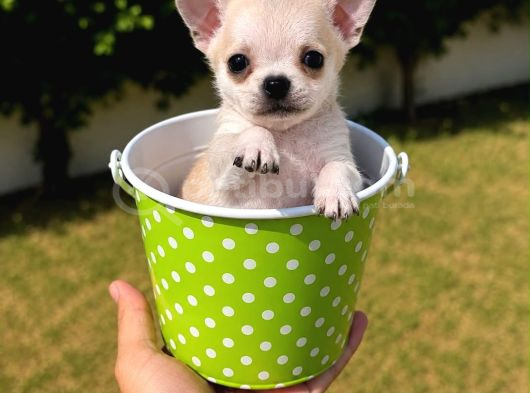 Vecihiden Garantili Minicik Çanta Köpeği Teacup Şivava Bebek görsel