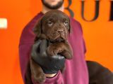 Irk Garantili Labrador Retriver Yavrular