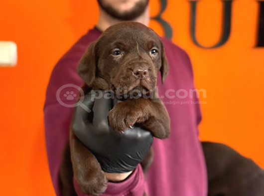 Irk Garantili Labrador Retriver Yavrular görsel