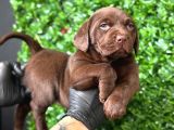 Irk garantili labrador retriver yavrular