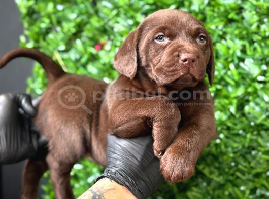 Irk Garantili Labrador Retriver Yavrular