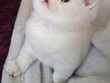 Minik Canlar Sevimli Bebekler